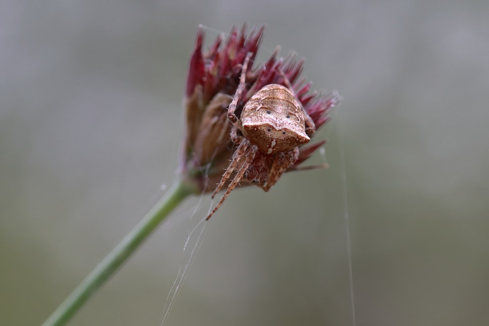Gibbaranea bituberculata - kétcsúcsú keresztespók