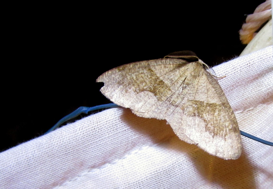 Plagodis pulveraria - szemcsés araszoló