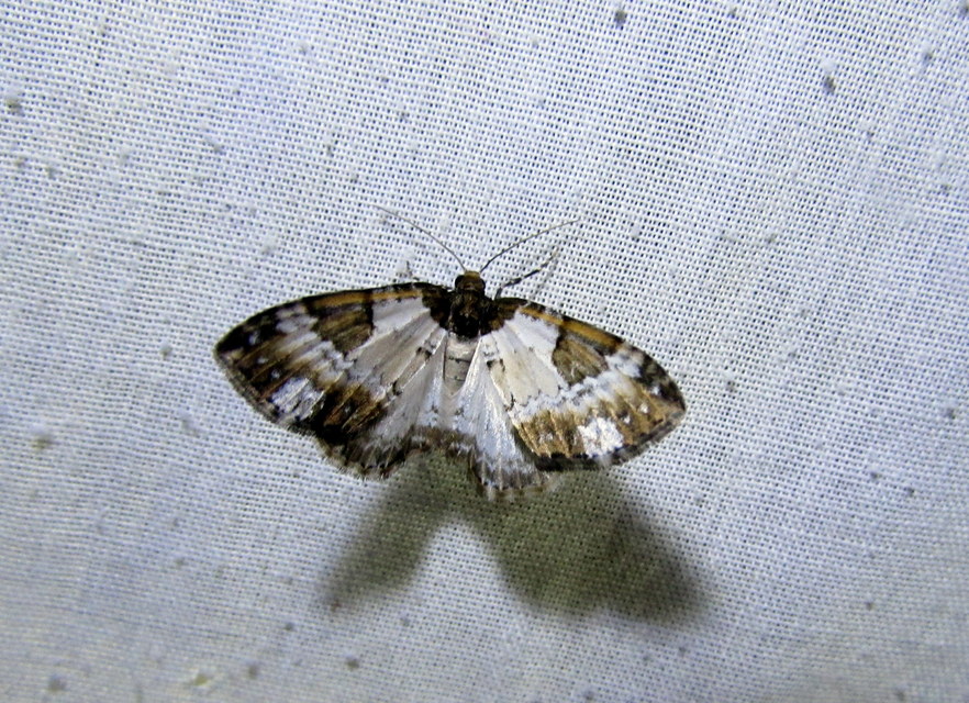 Melanthia procellata - hullámos tarkaaraszoló