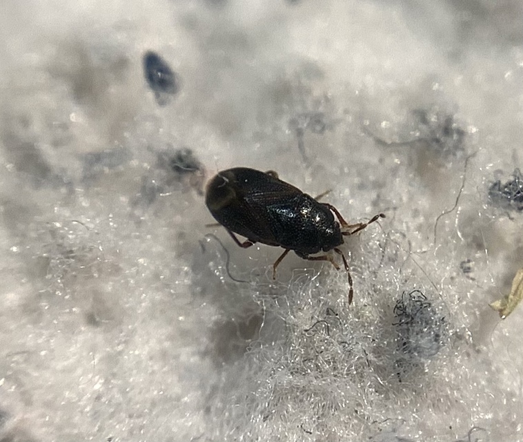 Plinthisus pusillus