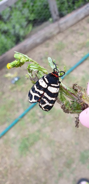 Arctia festiva - díszes medvelepke