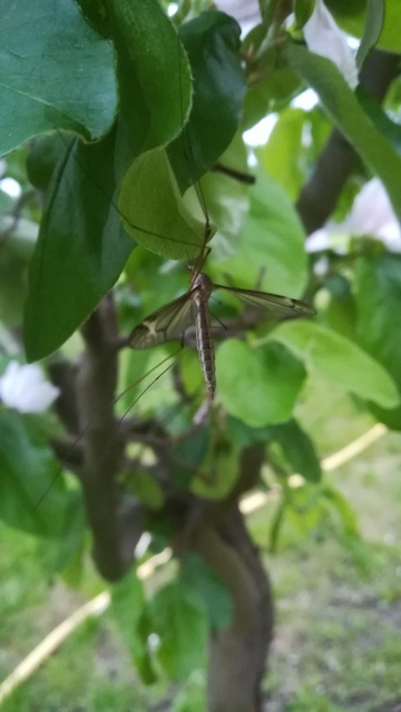 Tipula