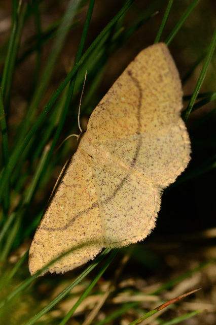 Cyclophora ruficiliaria - vörösrojtú pettyesaraszoló
