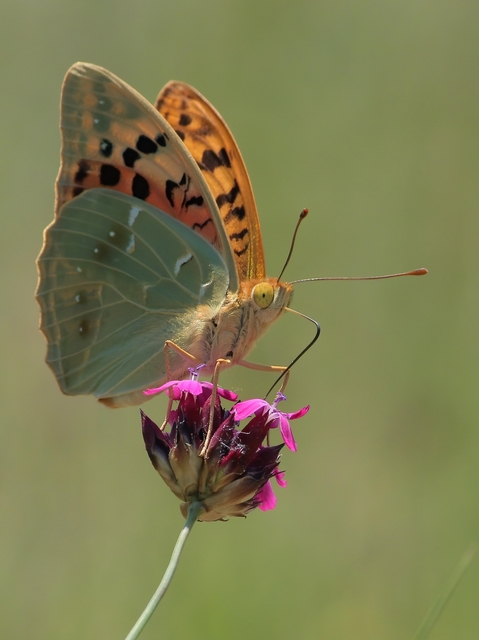 Argynnis pandora - zöldes gyöngyházlepke