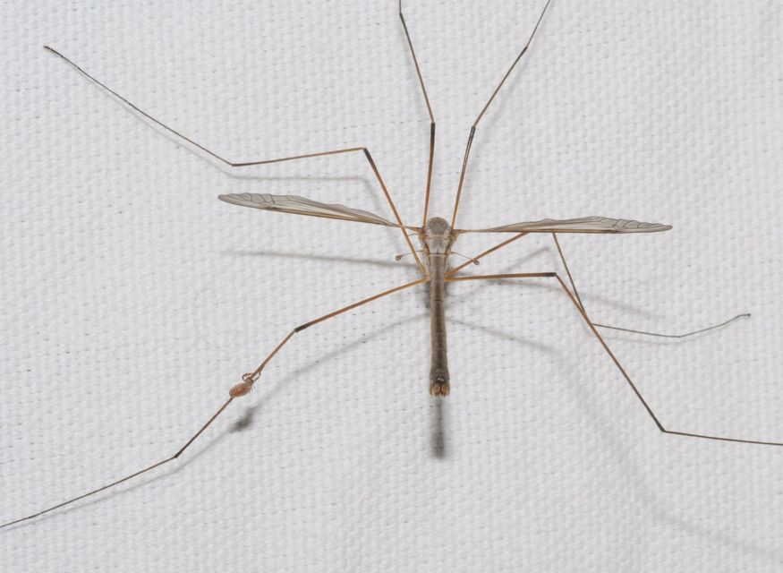 Pseudoscorpionida - Álskorpiók