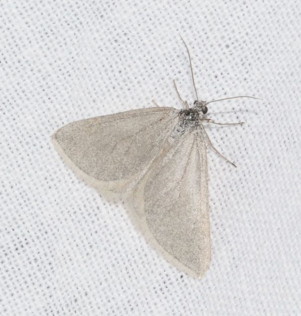 Lithostege griseata - szürke araszoló