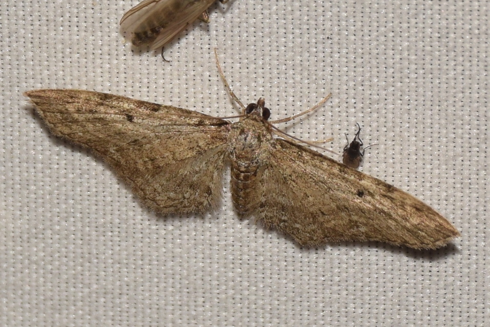 Eupithecia virgaureata - aranyvessző-törpearaszoló