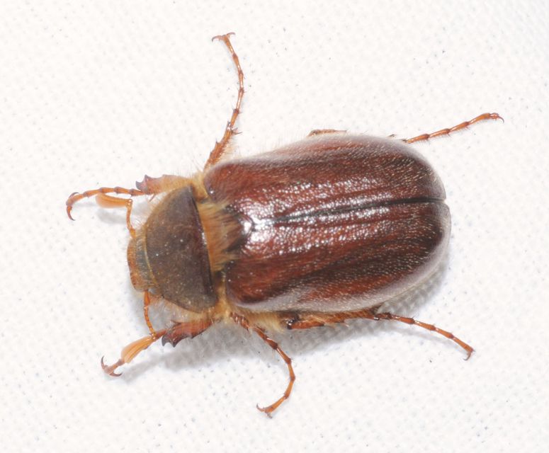 Holochelus vernus - tavaszi cserebogár