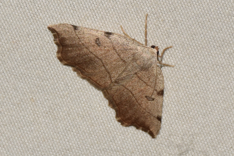 Eilicrinia trinotata - háromjegyű araszoló