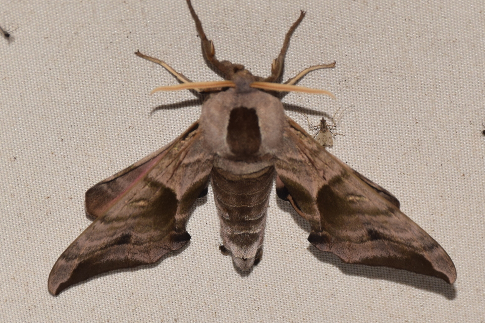 Smerinthus ocellatus - esti pávaszem