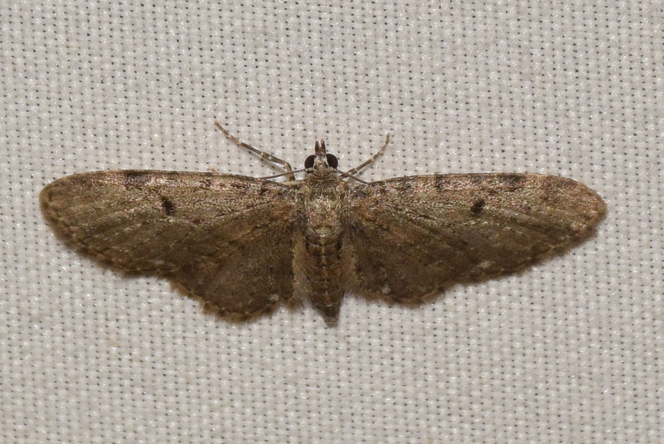 Eupithecia virgaureata - aranyvessző-törpearaszoló