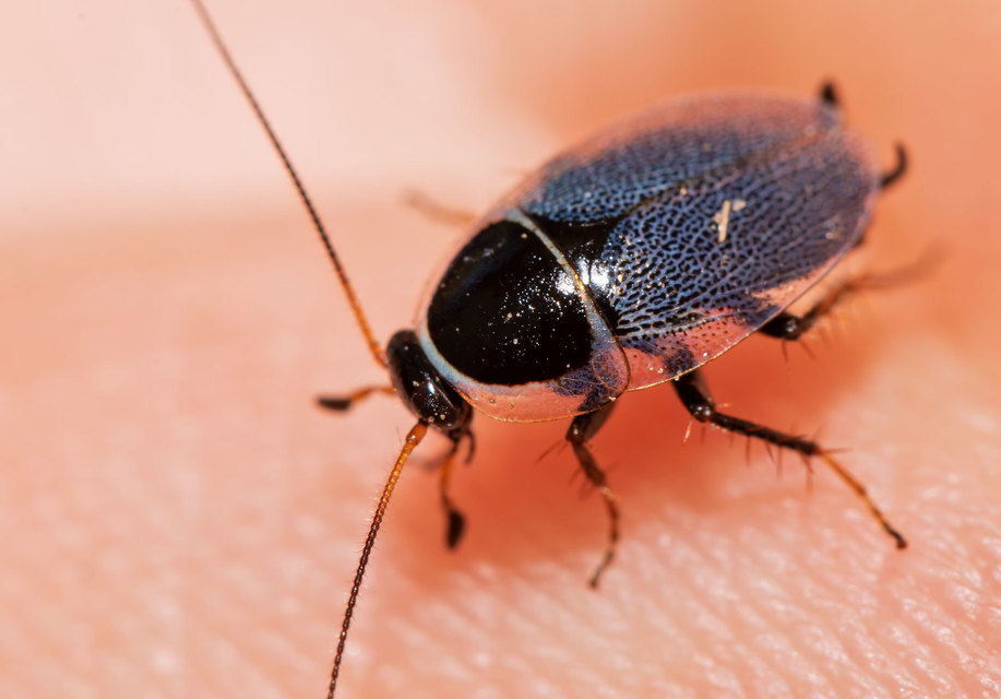 Phyllodromica megerlei - pontozott avarcsótány