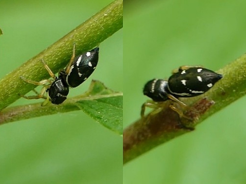 Heliophanus