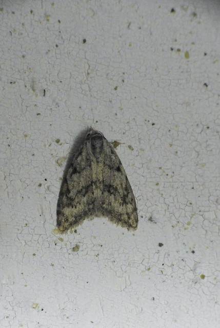 Nola cicatricalis - szürke pamacsosszövő
