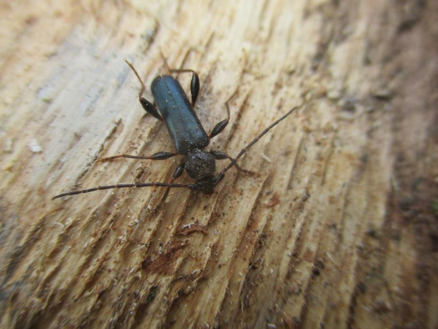 Phymatodes testaceus - változékony korongcincér Phymatodes testaceus - változékony korongcincér
