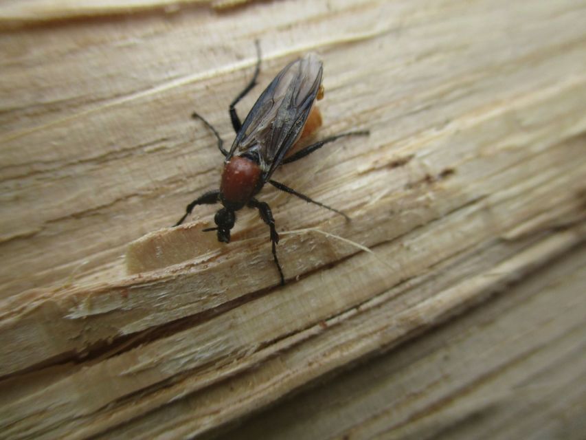 Bibio hortulanus - kerti bársonylégy