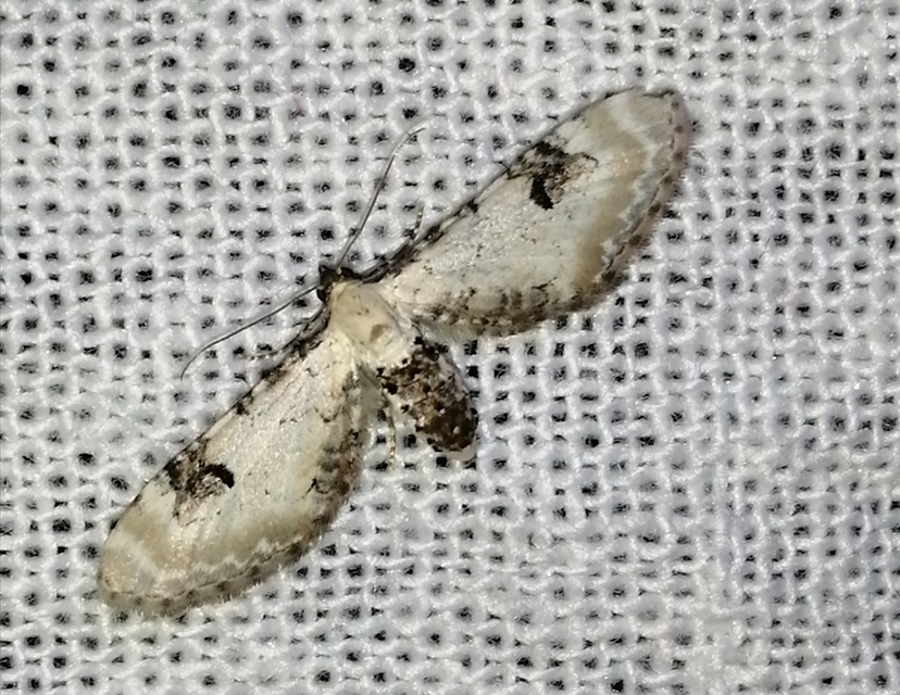Eupithecia centaureata - búzavirág-törpearaszoló