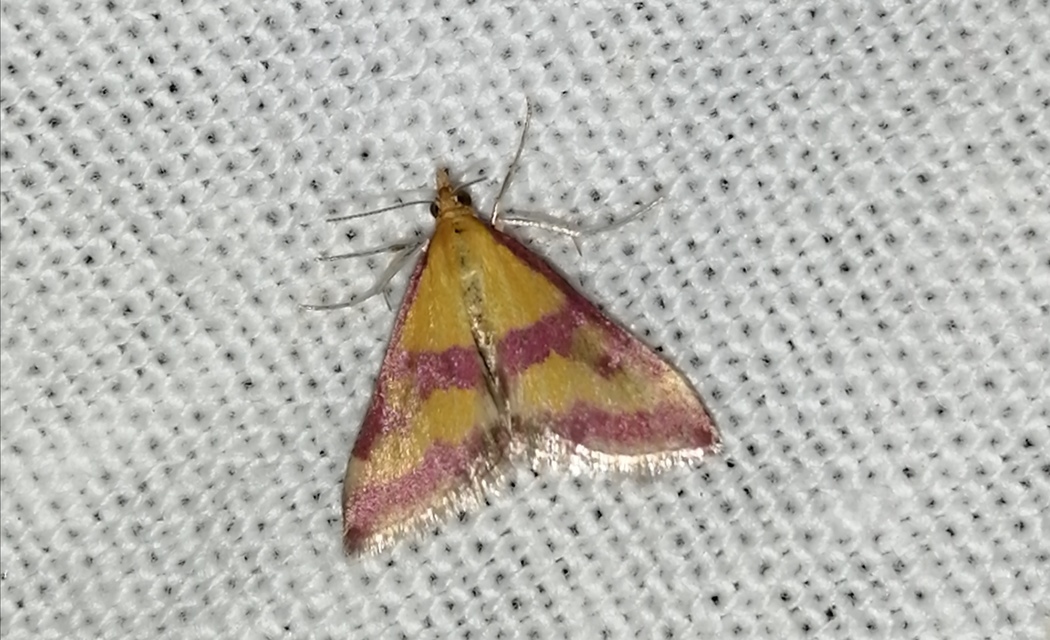 Pyrausta sanguinalis/virginalis