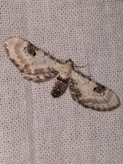 Eupithecia centaureata - búzavirág-törpearaszoló