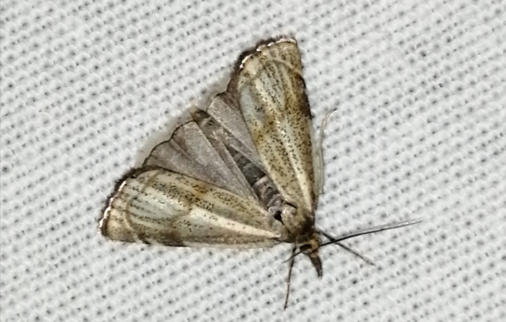 Thisanotia chrysonuchella - tavaszi fűgyökérmoly