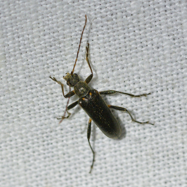 Cortodera humeralis - négyfoltos cserjecincér