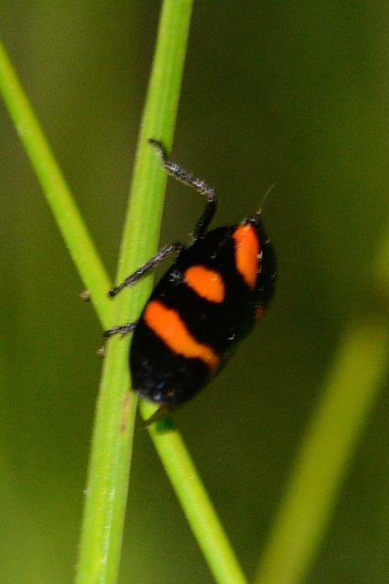 Cercopis
