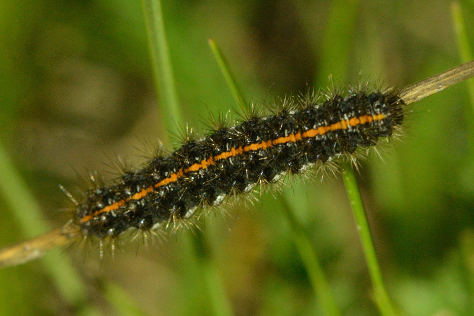 Spiris striata - csíkos molyszövő