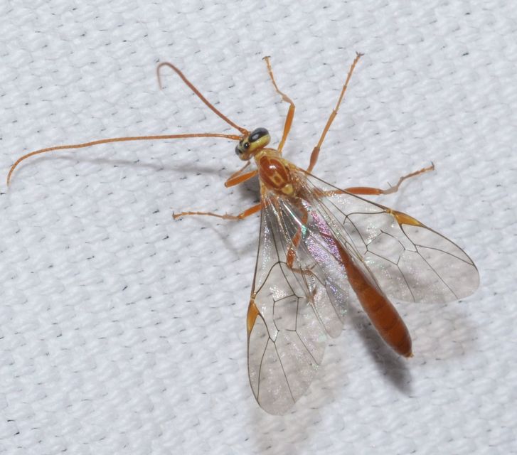 Ophion minutus