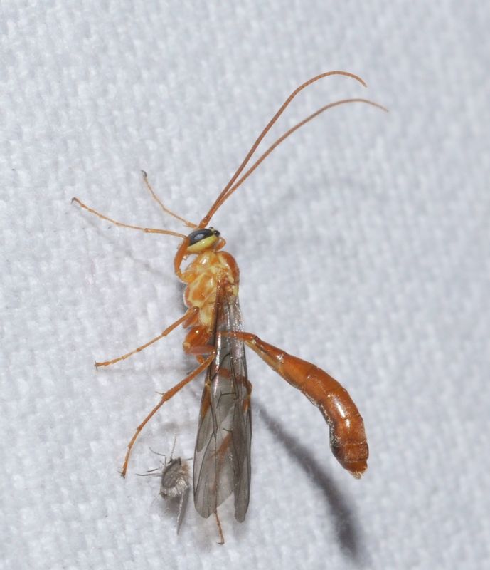 Ophion minutus