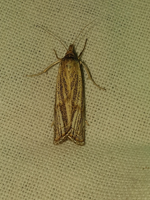 Thisanotia chrysonuchella - tavaszi fűgyökérmoly