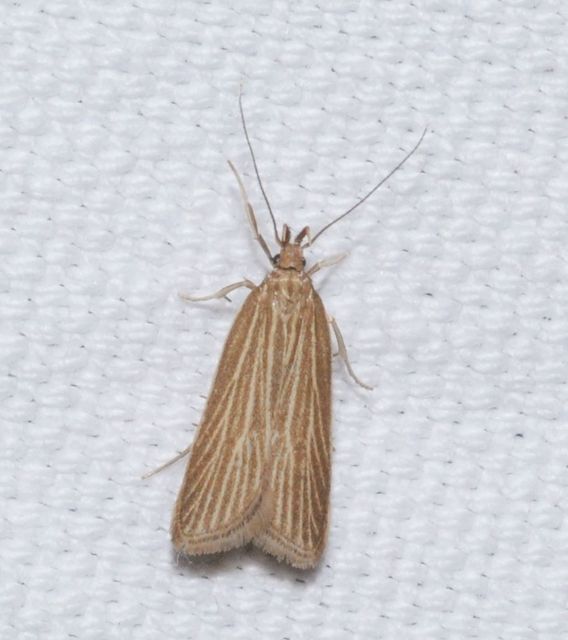 Helcystogramma albinervis - fehérerű lápimoly