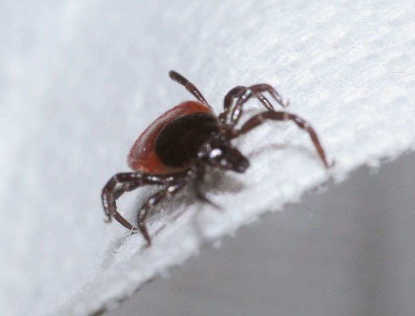 Ixodes