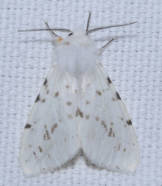 Hyphantria cunea - amerikai fehér medvelepke