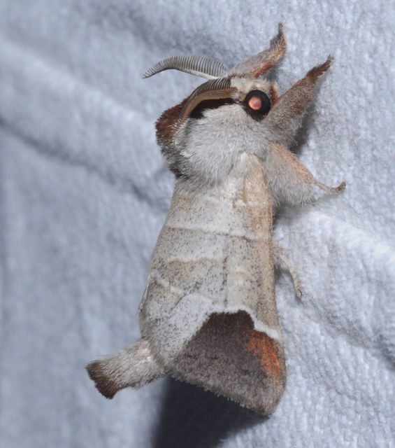 Clostera curtula - rövidszárnyú levélszövő