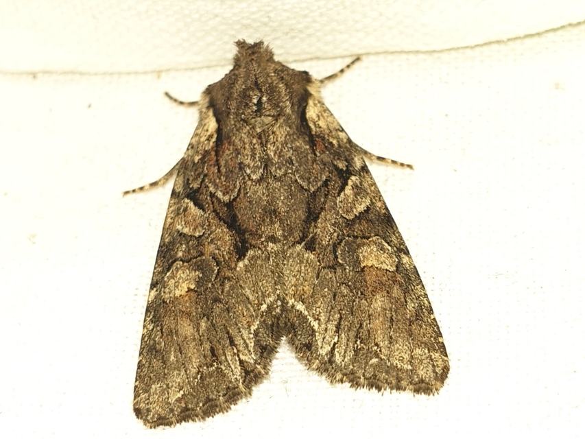 Lacanobia thalassina - borbolya-kertibagoly