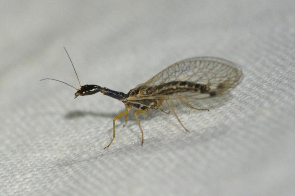 Raphidioptera - Tevenyakú-fátyolkák