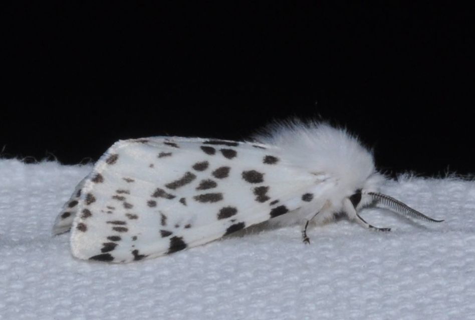 Hyphantria cunea - amerikai fehér medvelepke