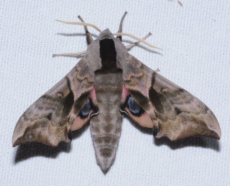 Smerinthus ocellatus - esti pávaszem