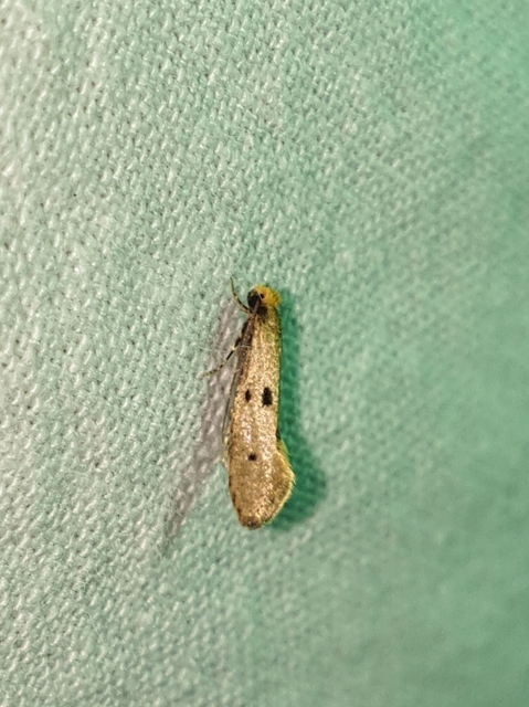 Tinea trinotella - hárompettyes fészekmoly