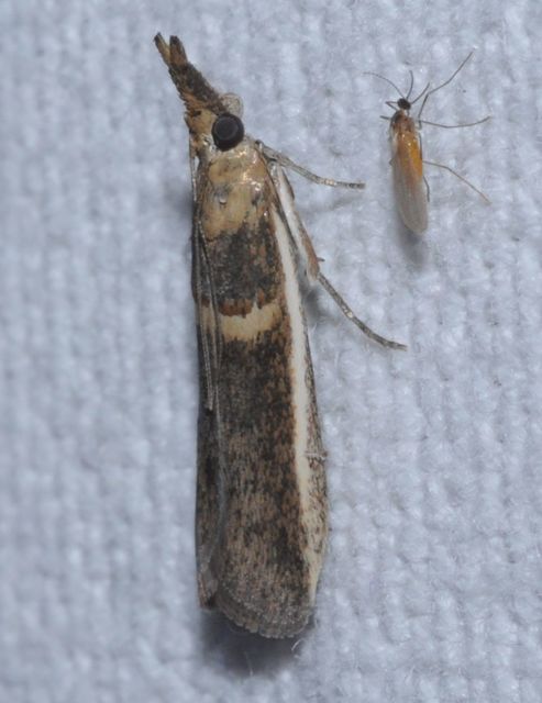 Etiella zinckenella - akácmoly
