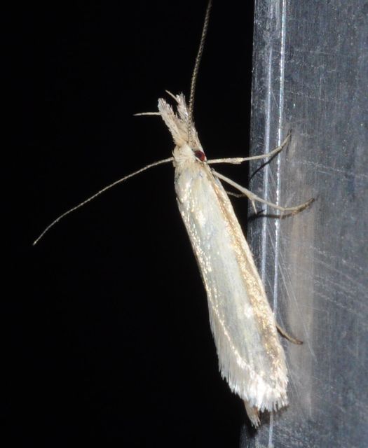 Pleurota