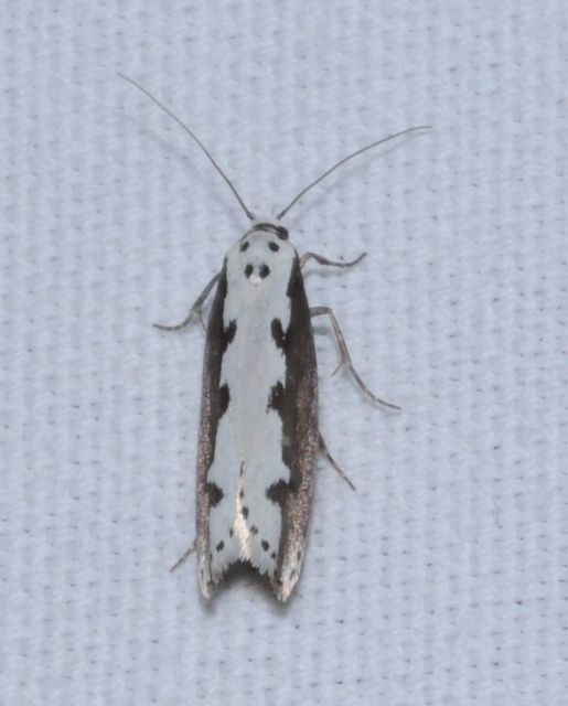 Ethmia bipunctella - kétpettyes feketemoly