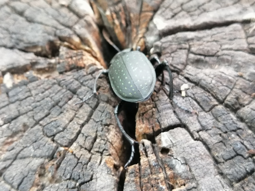 Calosoma maderae - aranypettyes bábrabló