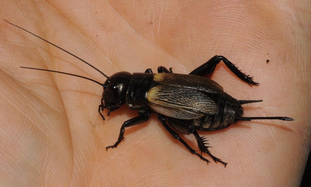Gryllus campestris - mezei tücsök