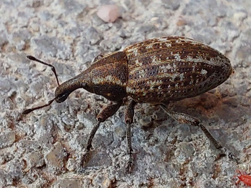 Lepyrus