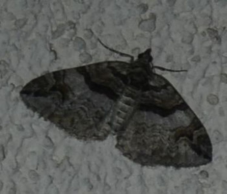 Pareulype berberata - sóskafa-tarkaaraszoló