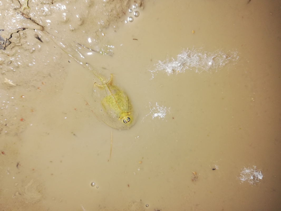 Triops cancriformis - nyári pajzsosrák