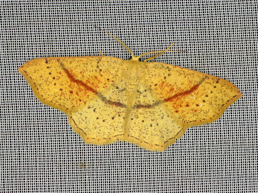 Cyclophora punctaria - sávos pettyesaraszoló