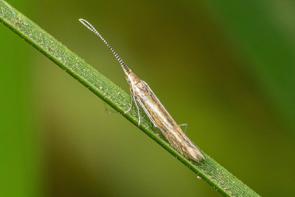Coleophora