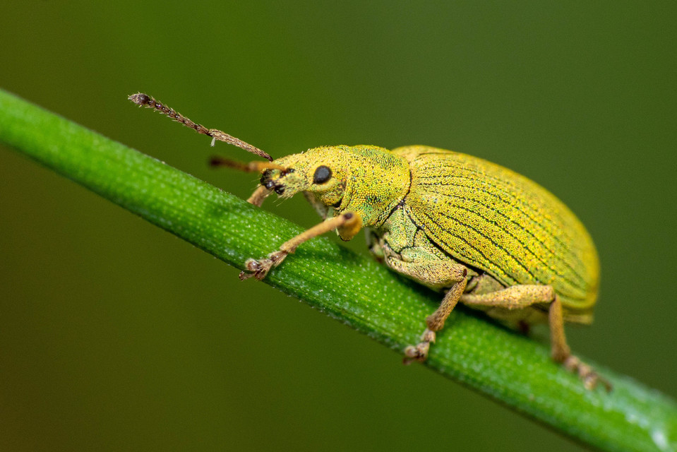 Phyllobius virideaeris - halványzöld levélormányos